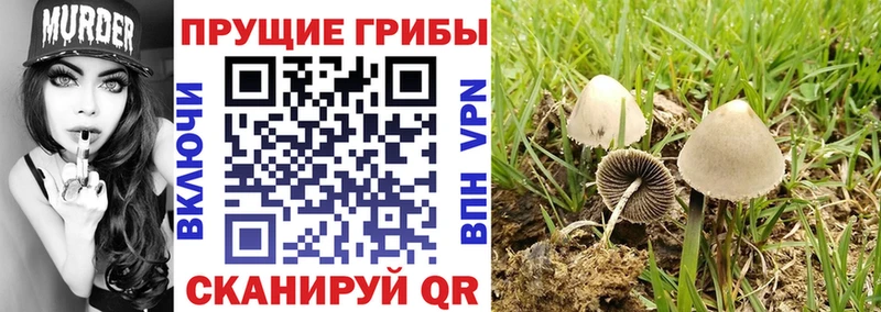 Галлюциногенные грибы Cubensis omg ссылки Цоци-Юрт цены